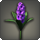 Purple hyacinths icon1.png