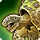 Tortoise mount icon1.png