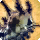 Crawler card icon1.png