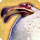 Dodo card icon1.png