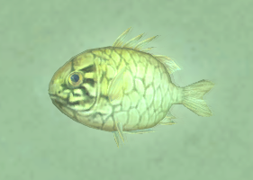 Armor-fish-aquarium.png