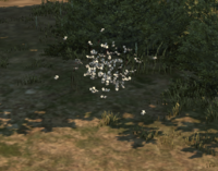 Sun Midge Swarm.png