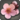 Peach blossoms icon1.png