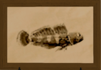 Thavnairian Goby print.png