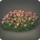 Ihuykatumu flower plot icon1.png