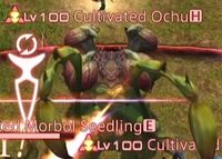 Cultivated Ochu.jpg