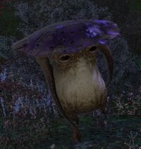 Sylph Bonnet walking.jpg