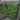 Freshwater weeds icon1.png