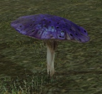 Toadstool.jpg