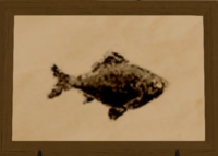 Moat Carp print.png