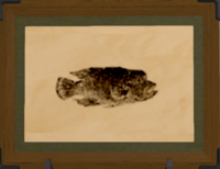 Kholusian Wrasse print.png