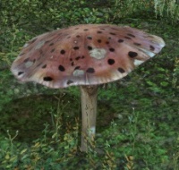 Faerie Funguar.jpg