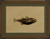 Shallows Cod print.png