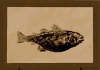 Purpure Cod print.png