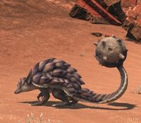 Desert Armadillo.jpg