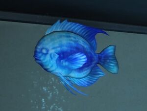 Spectral-Discus Aquarium.jpg