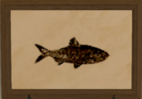 Blindfish print.png