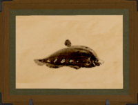 Knifefish print.png