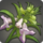 Rarefied mountain flax icon1.png