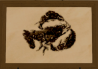 Bone Crayfish print.png