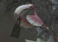 Colibri.png