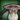 Funguar icon1.png