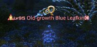 Old-growth Blue Leafkin.jpg