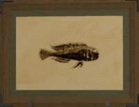 Rasa Fish print.png