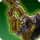 Qeziigural mount icon1.png