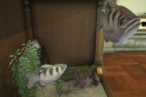 Archerfish tank.png